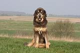 DOGUE DU TIBET 312